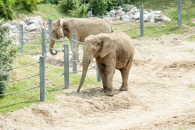 Ogród Zoologiczny w Poznaniu