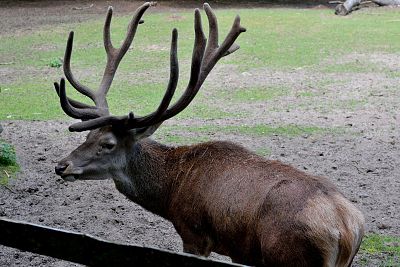 Muzeum Przyrodnicze Wolińskiego Parku Narodowego w Międzyzdrojach