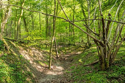 Lisi Jar w Jastrzebiej Górze