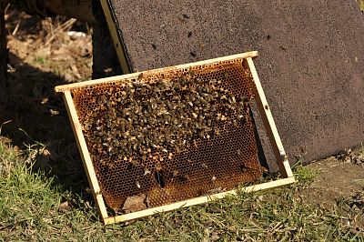 Skansen Pszczelarski w Ełku