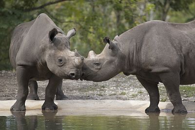 Śląski Ogród Zoologiczny