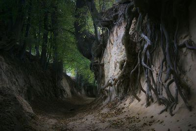 Korzeniowy Dół w Kazimierzu Dolnym