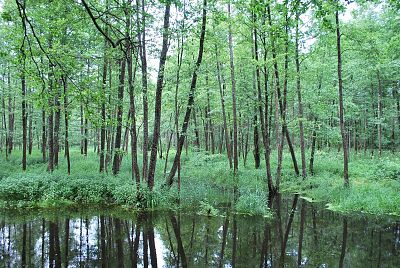 Białowieski Park Narodowy