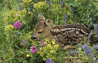 Leśny Park Niespodzianek w Ustroniu