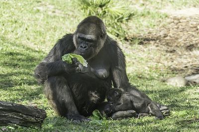 Ogród Zoologiczny w Opolu