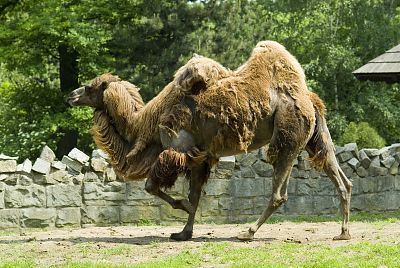 Ogród Zoologiczny w Krakowie