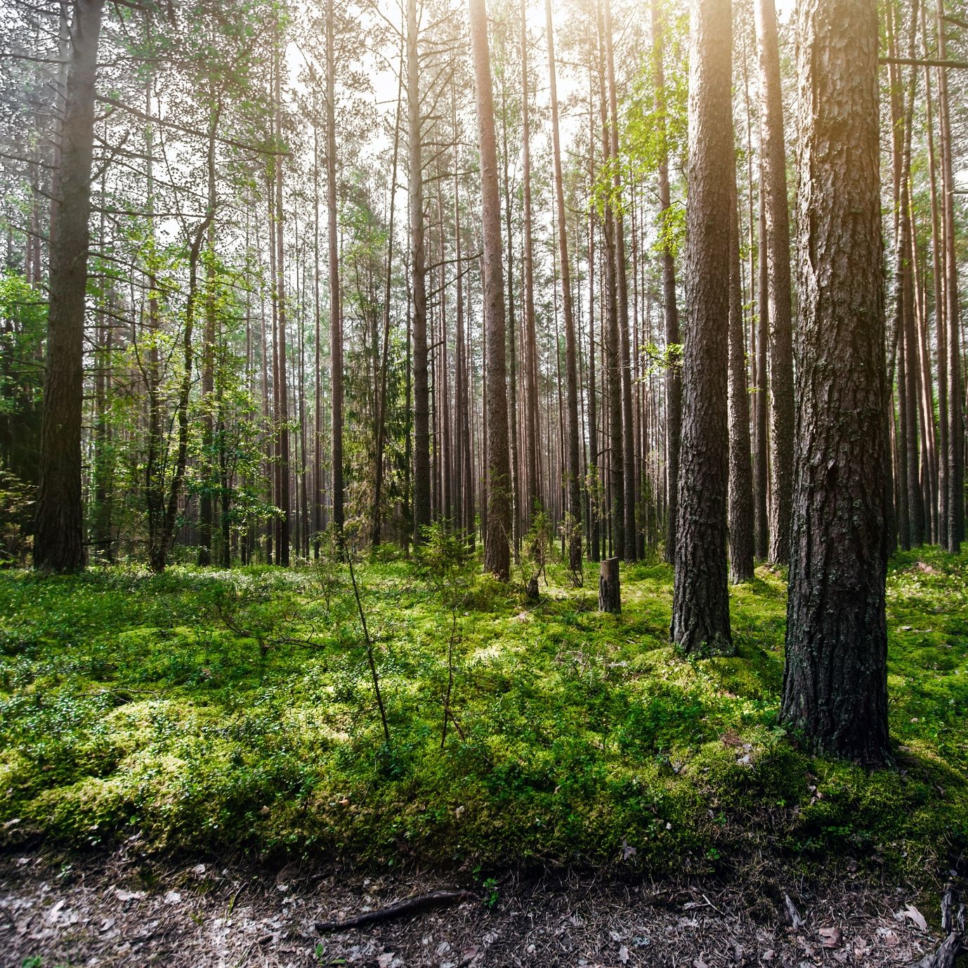 Rezerwat przyrody Las Murckowski