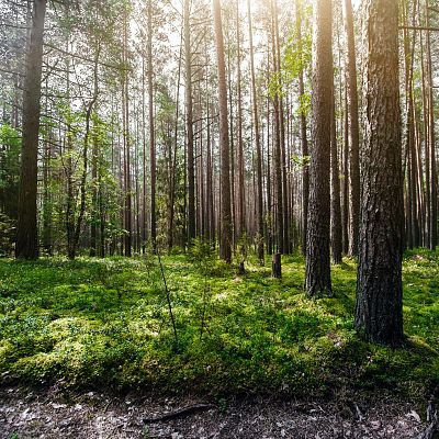 Rezerwat przyrody Las Murckowski