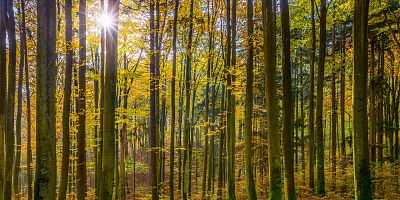 Puszcza Bukowa w Szczecinie