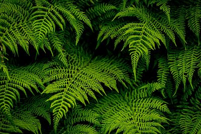 Rezerwat przyrody Karsiborskie Paprocie