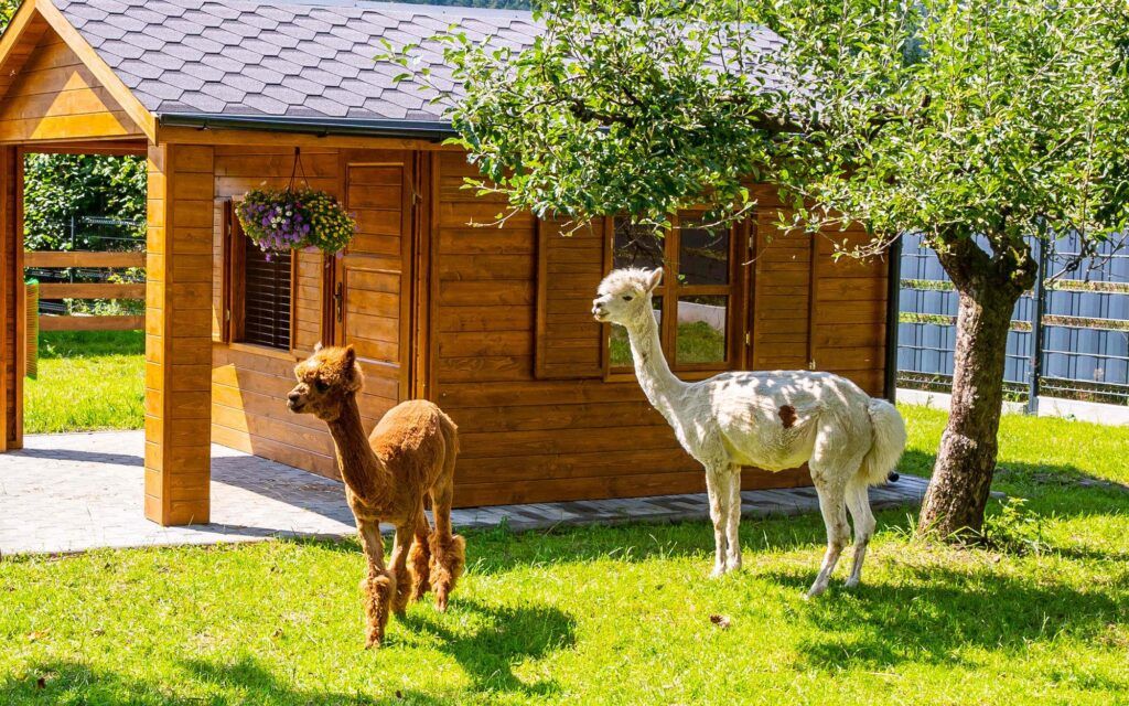 Zagroda Folwarczek - mini zoo