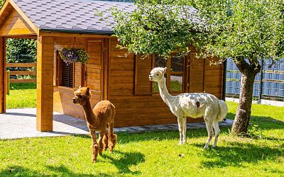Zagroda Folwarczek - mini zoo
