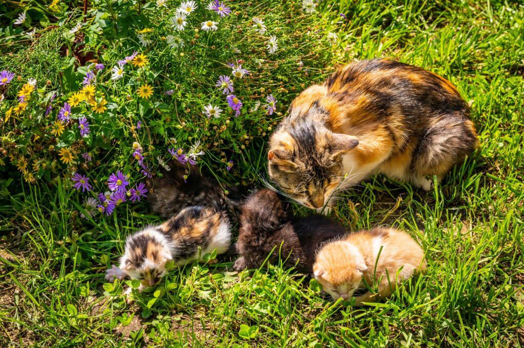 Zagroda Folwarczek - mini zoo