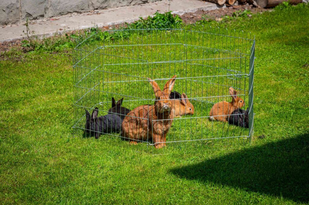 Zagroda Folwarczek - mini zoo