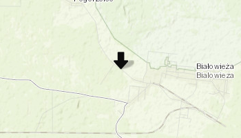 Ścieżka przyrodnicza Żebra Żubra w Białowieży